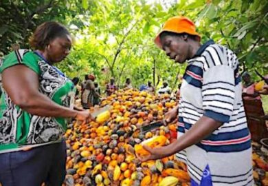 Cameroun- Les exportations de cacao certifié ont doublé en 2016