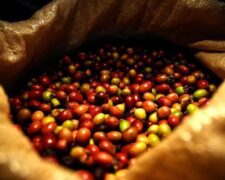 Le Cameroun a exporté 13 871 tonnes de café entre janvier et août 2016