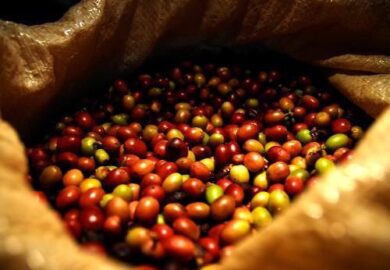 Le Cameroun a exporté 13 871 tonnes de café entre janvier et août 2016
