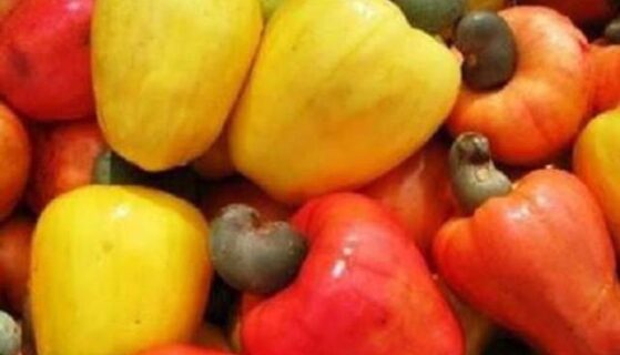 Le Conseil du coton et de l&rsquo;anacarde au chevet des coopératives en Côte d&rsquo;Ivoire