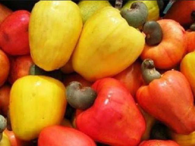 Le Conseil du coton et de l&rsquo;anacarde au chevet des coopératives en Côte d&rsquo;Ivoire