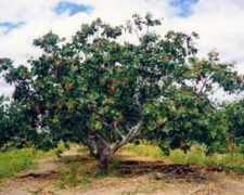 Appui de l’Alliance africaine pour le cajou à la filière anacarde en Guinée