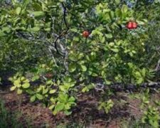 La Guinée réhabilite d&rsquo;anciennes carrières en culture d&rsquo;anacarde