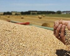 Algérie : nouvelle baisse de la production céréalière