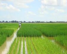 La BEI et la BAD allouent FCFA 20 milliards à la Compagnie agricole de Saint-Louis