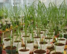 Des gènes du riz coréen dans la sélection rizicole en Afrique