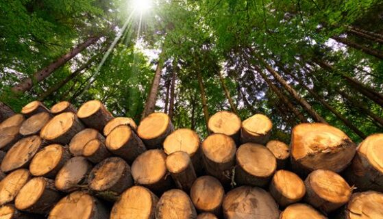 Cette certification qui inquiète l&rsquo;industrie forestière québécoise