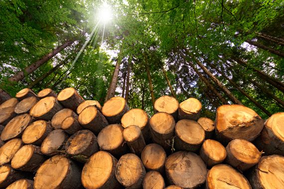 Cette certification qui inquiète l&rsquo;industrie forestière québécoise