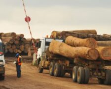 Abattage illégal de bois au Cameroun : la première société européenne à avoir été sanctionnée contre-attaque