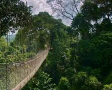Le Ghana met le cap sur ses forêts