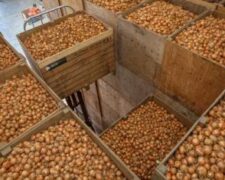 Exportations record d’oignon des Pays-Bas, le Sénégal et la Côte d’ Ivoire aux premières loges