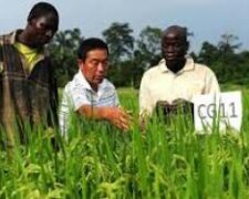 La Chine a formé pendant un mois des Ivoiriens à la riziculture
