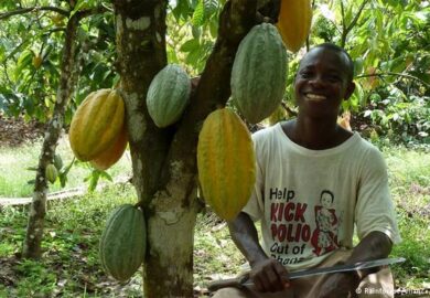 Cameroun : l’interprofession cacao-café évalue le déroulement de la campagne cacaoyère dans le bassin du Nyong-Ekelle
