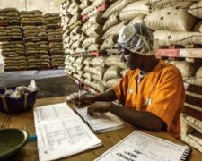 Agriculture : la filière cacao envahie par la fraude à la certification