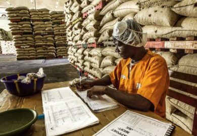 Agriculture : la filière cacao envahie par la fraude à la certification