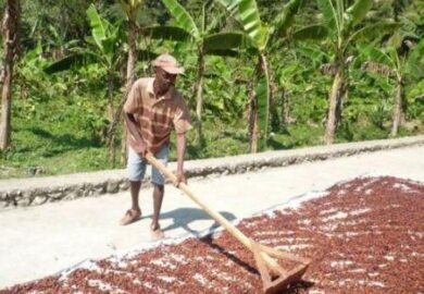 Cameroun : l’interprofession cacao-café évalue le déroulement de la campagne cacaoyère dans le bassin du Nyong-Ekelle