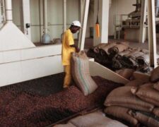 Agroalimentaire : les bonnes récoltes font plonger le cacao