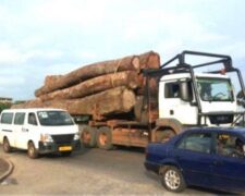 Gabon : sept responsables de compagnies forestières épinglés pour exploitation illégale