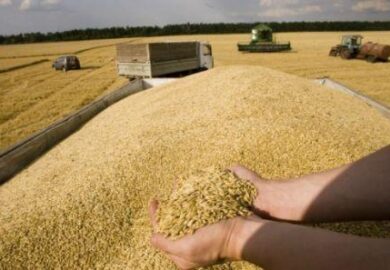 La Tunisie revoit à la baisse ses importations de blé et d’orge en 2017/2018