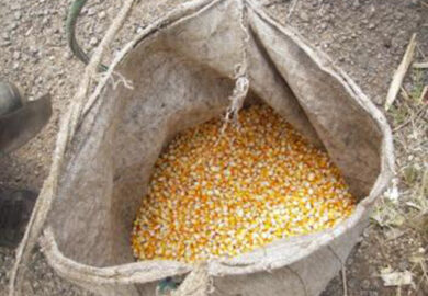Stabilité des prix du maïs et du riz en Afrique de l’Ouest au mois de mai