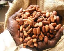 Cameroun : Telcar Cocoa débloque 2,2 milliards de FCfa de primes au profit des producteurs de cacao certifié