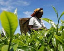 Kenya : la production de thé progresse de 19% sur les quatre premiers mois de 2018