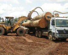 Cameroun : hausse de 5% des exportations de bois scié vers l’Union européenne en 2018, à 253 400 tonnes