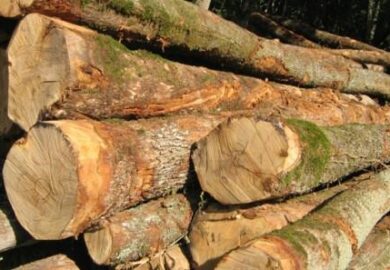 Les exportations camerounaises des bois feuillus vers les Etats-Unis ont diminué de 20% au cours de l’année 2018