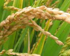 Quatre nouvelles variétés de riz pluvial distribuées en Côte d&rsquo;Ivoire