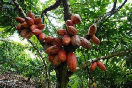 Cameroun : la production de cacao attendue à 330 000 tonnes en 2023, moitié moins que les projections pour 2020