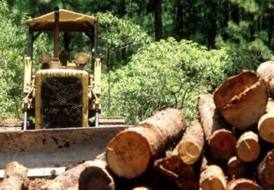 Le processus de renouvellement des concessions forestières au Cameroun fait craindre des perturbations sur le marché du bois