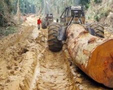 Bien qu’en hausse de 33% en 2018, les exportations du bois camerounais vers la Chine représentent 6% des achats de l’Empire du Milieu