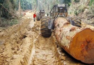 Bien qu’en hausse de 33% en 2018, les exportations du bois camerounais vers la Chine représentent 6% des achats de l’Empire du Milieu