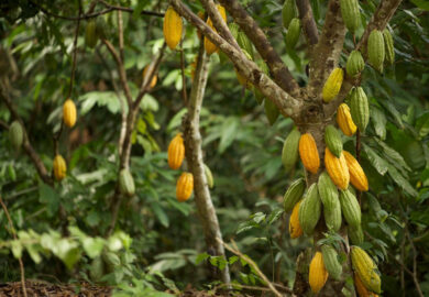 La Côte d&rsquo;Ivoire sort sa carte forêt pour crédibiliser sa tonne de cacao à $ 2 600