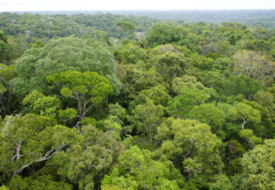 Forêts tropicales primaires : la RDC au 3e rang mondial des pertes en 2024 (Global Forest Watch)