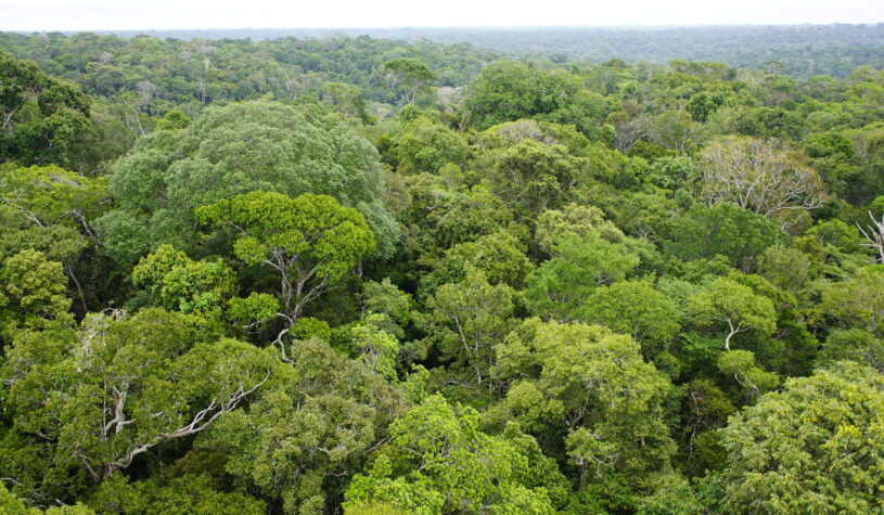 Forêts tropicales primaires : la RDC au 3e rang mondial des pertes en 2024 (Global Forest Watch)