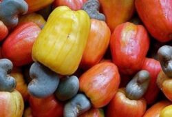 Burkina Faso : l’industrie de l’anacarde se renforce avec un projet de 11 millions $