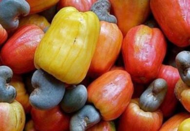 Burkina Faso : l’industrie de l’anacarde se renforce avec un projet de 11 millions $
