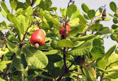 Le Burkina Faso autorise à nouveau l’exportation d’anacardes sous forme brute