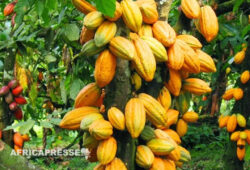 « La création d’une bourse pourrait transformer le secteur africain du cacao » (interview)