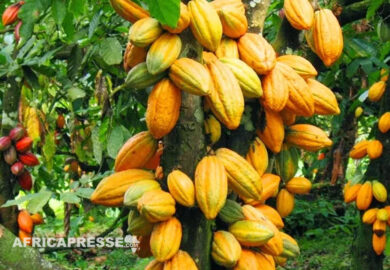 « La création d’une bourse pourrait transformer le secteur africain du cacao » (interview)