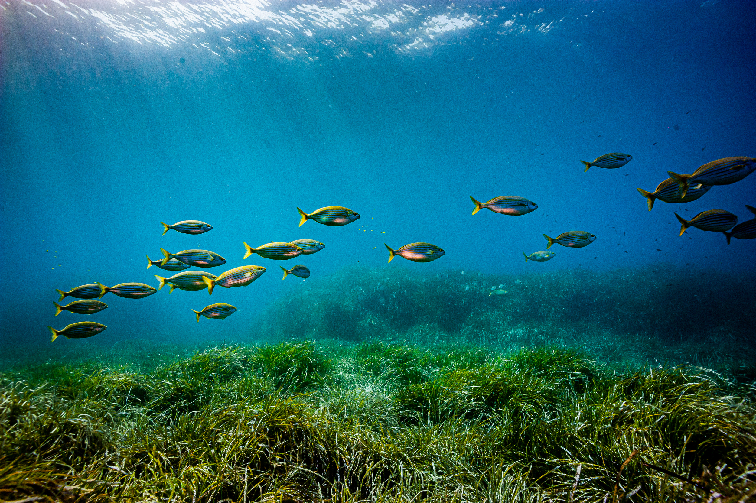 L’Europe et la mer : entre écologie et enjeux stratégiques