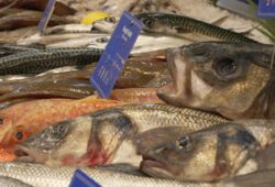 Les espèces de poissons les plus pêchées en Europe