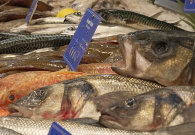Les espèces de poissons les plus pêchées en Europe