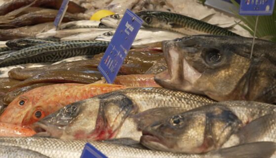 Les espèces de poissons les plus pêchées en Europe