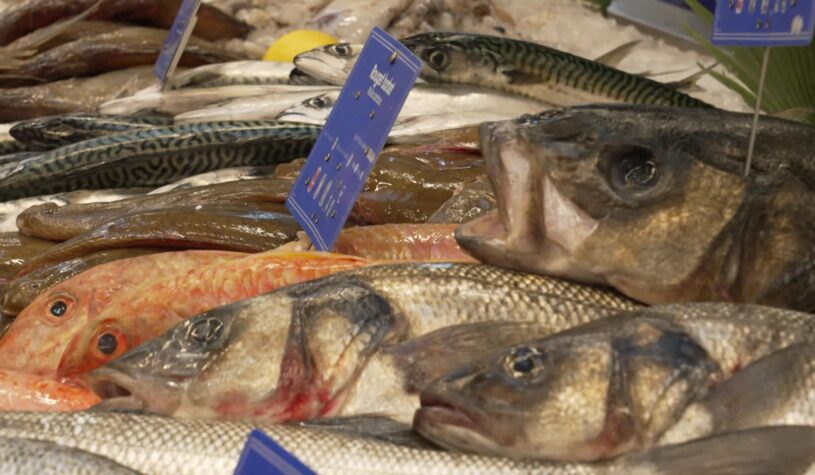 Les espèces de poissons les plus pêchées en Europe