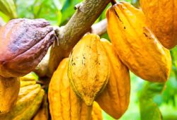 Côte d’Ivoire : les ventes de cacao par anticipation au beau fixe malgré les inquiétudes