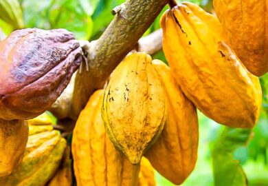 Côte d’Ivoire : les ventes de cacao par anticipation au beau fixe malgré les inquiétudes
