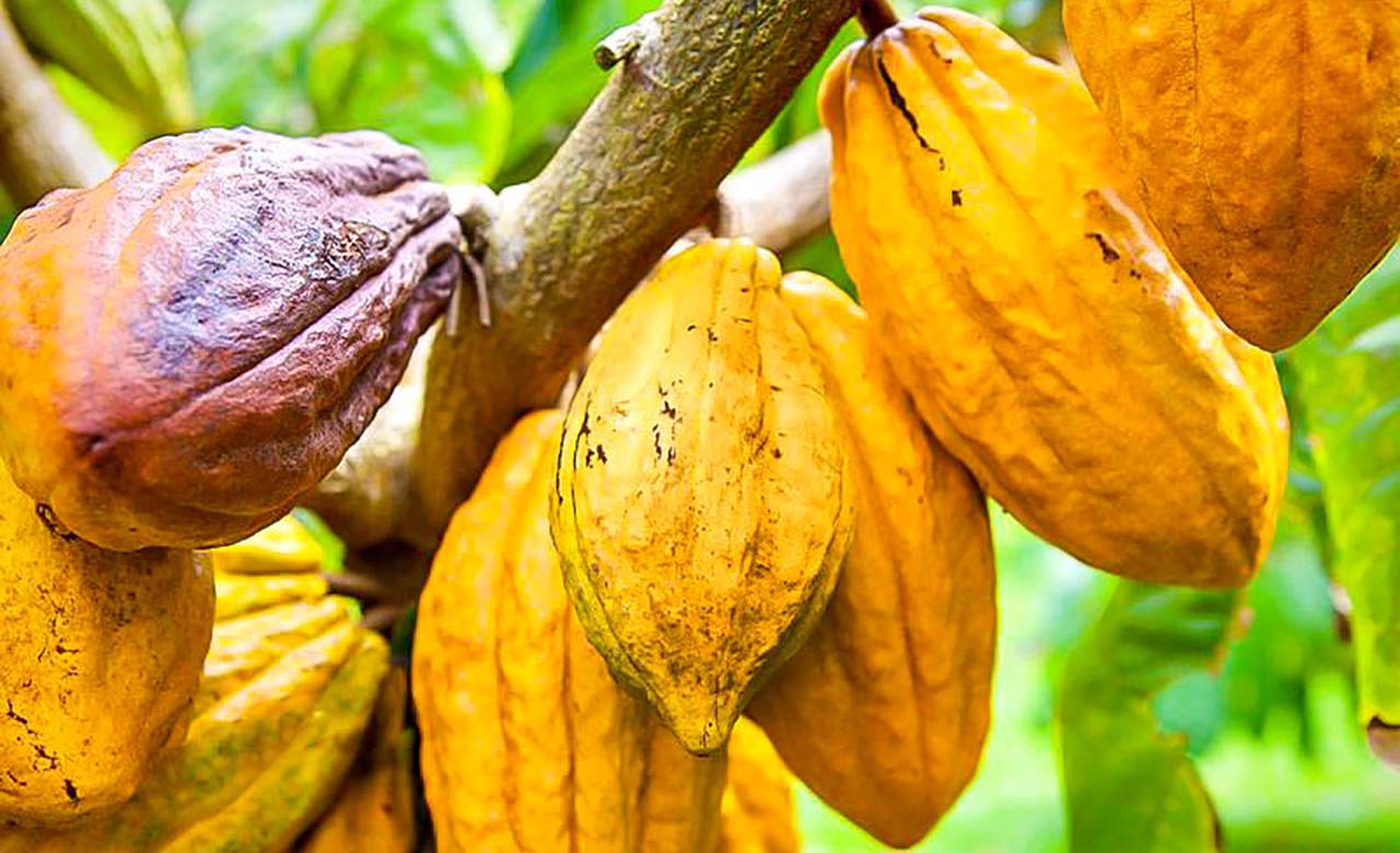 Côte d’Ivoire : les ventes de cacao par anticipation au beau fixe malgré les inquiétudes