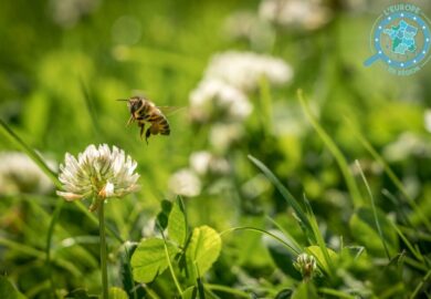 « Wild Bees » : un projet européen pour sauver les abeilles sauvages en Nouvelle-Aquitaine
